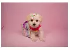 Maltipoo puppy available