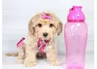 Maltipoo puppies available for adoption 