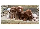 Your Trusted Cavapoo Breeder-PUPPY OF THE WEEK
