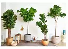 Give life to your business or home in Sydney with High-Quality Artificial Plants
