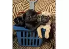 OUTSTANDING PUG PUPPIES FOR SALE UNDER $500 NEAR ME