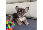 Frenchies Need Homes