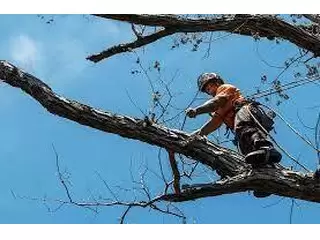 Best Tree Removal  Services in Bayswater