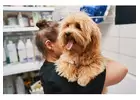 Avoiding Blunders: Essential Pet Grooming Tips for Goldendoodle Parents