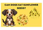  A Great Source of Healthy Fats, Protein, Fiber | Can Dogs Eat Sunflower Seeds