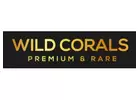 Affordable LPS corals Netherlands