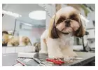 Secrets of Success: Expert Tips for Earning Tips as Pet Groomers