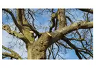 Leading Tree Surgery Experts in Walsall