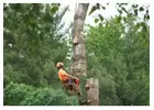 Efficient Pine Tree Removal Restore Your Property's Beauty
