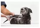 Understanding Pet Grooming Products: What to Look for and Why It Matters