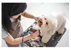 Best Dog grooming in Little India