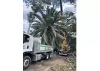 Best Service for Tree Lopping in Erina