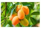 Mango Trees for Sale Online at NewnessPlant