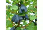 Expand Your Garden Palette: Purchase Honeyberry Plants Now!