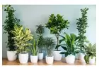 indoor house plants uk