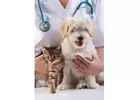 Close Care for Canines: Veterinary Doctor Near Me for Dogs