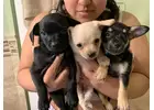 Tiny Treasures: Chihuahuas Teacup for Sale							