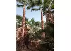 Palm Oasis in Your Backyard: Saudi Arabia's Trusted Palm Tree Supplier