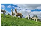 Alpaca Experience in Northern Ireland | Mourne Alpacas